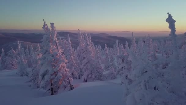 Árboles en la nieve en la ladera de la montaña — Vídeos de Stock