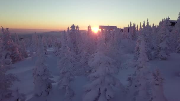 Träd i snö på bergssidan — Stockvideo