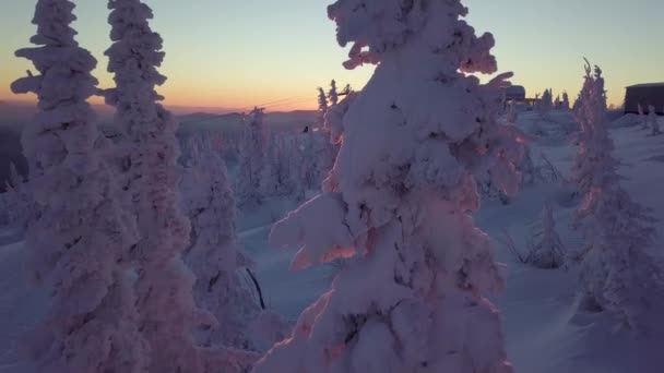 Bomen in sneeuw op de bergwand — Stockvideo