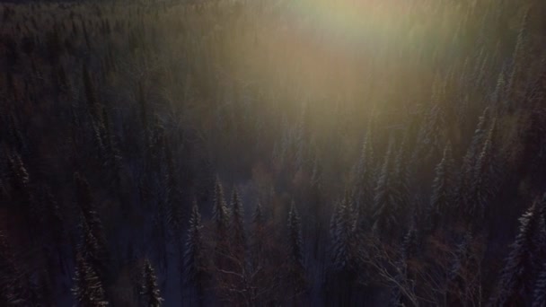 Bäume im Schnee am Berghang — Stockvideo