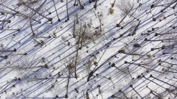 겨울에 마른 나무가있는 늪의 공중 보기. — 비디오