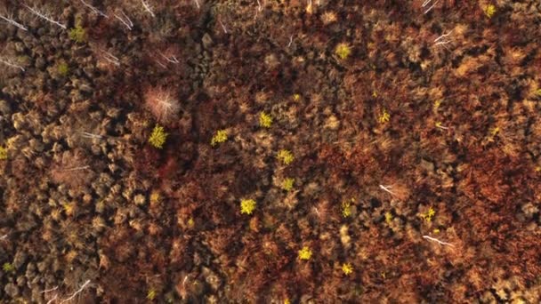 Vista aérea de los árboles en el pantano con hierba amarilla y agua . — Vídeo de stock