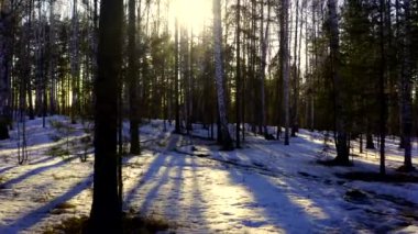 Kış ormanındaki ağaçların arasından güneşin havadan görünümü.