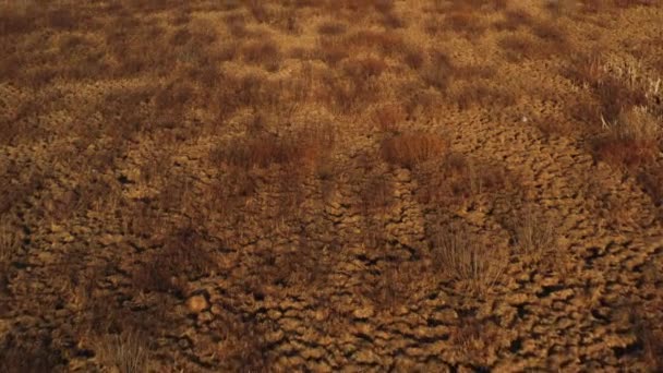 Vue aérienne de l'herbe jaune dans le marais dans la forêt . — Video