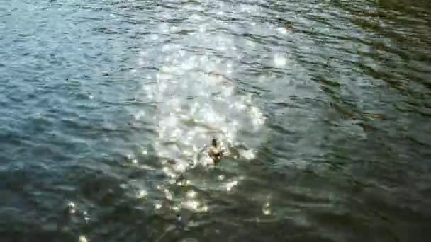 夜明けに二匹のアヒルが湖を泳いでいる. — ストック動画
