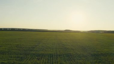 Gün batımında güneşli yeşil bir tarlanın havadan görünüşü