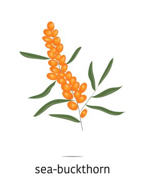 Parlak çilek vektör, vektör şifalı otlar, illüstrasyon çilek, beyaz arka plan, olgunlaştı Deniz topalak, şifalı meyveler, çilek izole Deniz topalak