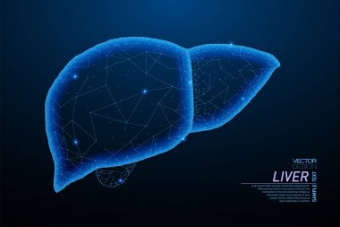 Sağlıklı karaciğer yapısının soyut poligonal ışık. İş tel kafes kafes küre enkaz uçan üzerinden. İnsan organı kavramı. Mavi yapı stil vektör çizim geometri üçgen ile.