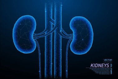 Sağlıklı böbrekler yapısının soyut poligonal ışık. İş tel kafes kafes küre enkaz uçan üzerinden. İnsan organı kavramı. Mavi yapı stil vektör çizim geometri üçgen ile.