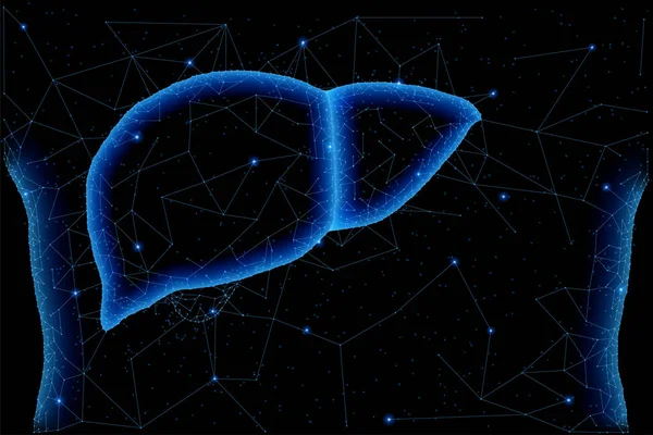 Healthy liver structure.