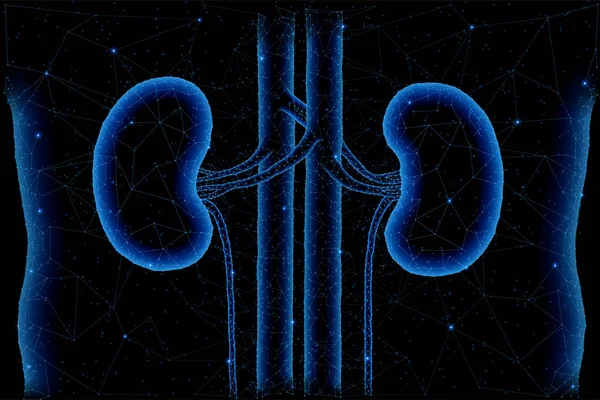 健康な腎臓の構造 — ストック写真