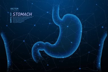 Sağlıklı mide yapısı