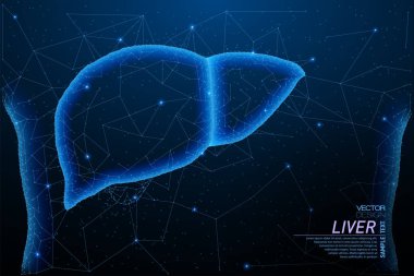 Sağlıklı karaciğer yapısı.