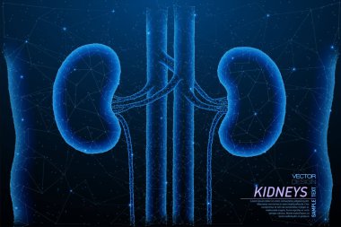 Sağlıklı böbreklerin yapısı