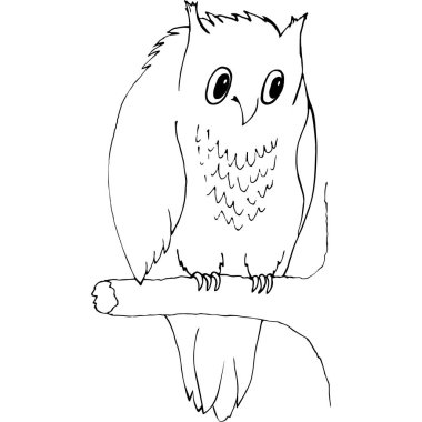 owlet dal, izole resmin beyaz bir arka plan üzerine oturur