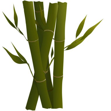 Beyaz arka plan üzerinde izole genç yaprakları ile Yeşil Bambu sürgünleri