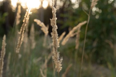 Güneş ışığı, buğday alanında günbatımı tarafından yaktı olgunlaşmamış yeşil buğday yeşil buğday alan - yeşil buğday alanı