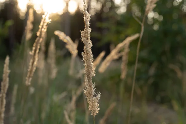 Unripe green wheat field green wheat field - green wheat field lit by sunlight, sunset in wheat field