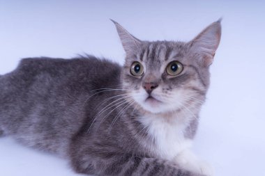 Beyaz arka plan üzerinde izole bir çizgili kedi portresi. Kedi doğurmak olmadan. Beyaz bir arka plan üzerinde basit bir yavru kedi