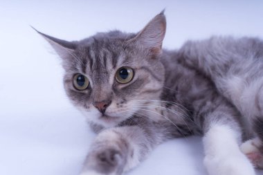 Beyaz arka plan üzerinde izole bir çizgili kedi portresi. Kedi doğurmak olmadan. Beyaz bir arka plan üzerinde basit bir yavru kedi