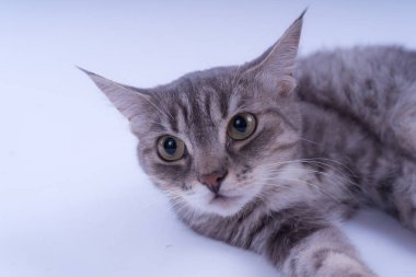 Beyaz arka plan üzerinde izole bir çizgili kedi portresi. Kedi doğurmak olmadan. Beyaz bir arka plan üzerinde basit bir yavru kedi