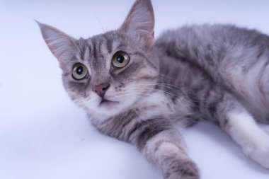 Beyaz arka plan üzerinde izole bir çizgili kedi portresi. Kedi doğurmak olmadan. Beyaz bir arka plan üzerinde basit bir yavru kedi