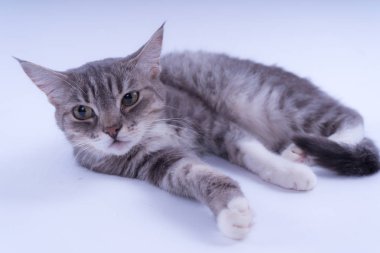 Beyaz arka plan üzerinde izole bir çizgili kedi portresi. Kedi doğurmak olmadan. Beyaz bir arka plan üzerinde basit bir yavru kedi