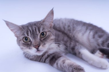 Beyaz arka plan üzerinde izole bir çizgili kedi portresi. Kedi doğurmak olmadan. Beyaz bir arka plan üzerinde basit bir yavru kedi