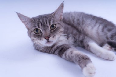 Beyaz arka plan üzerinde izole bir çizgili kedi portresi. Kedi doğurmak olmadan. Beyaz bir arka plan üzerinde basit bir yavru kedi