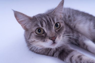 Beyaz arka plan üzerinde izole bir çizgili kedi portresi. Kedi doğurmak olmadan. Beyaz bir arka plan üzerinde basit bir yavru kedi