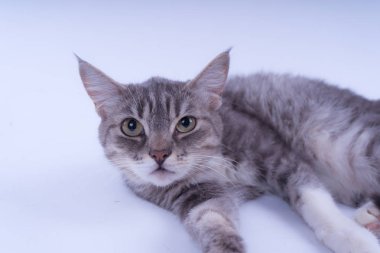 Beyaz arka plan üzerinde izole bir çizgili kedi portresi. Kedi doğurmak olmadan. Beyaz bir arka plan üzerinde basit bir yavru kedi