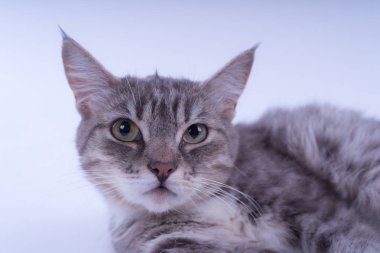 Beyaz arka plan üzerinde izole bir çizgili kedi portresi. Kedi doğurmak olmadan. Beyaz bir arka plan üzerinde basit bir yavru kedi