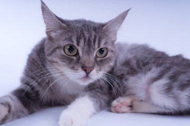 Beyaz arka plan üzerinde izole bir çizgili kedi portresi. Kedi doğurmak olmadan. Beyaz bir arka plan üzerinde basit bir yavru kedi