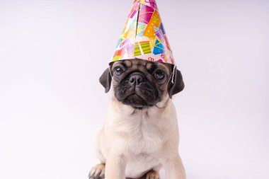 Beyaz bir arka plan üzerinde komik pug yavrusu. Metin için boş yer. Dinlenme pug