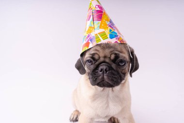 Beyaz bir arka plan üzerinde komik pug yavrusu. Metin için boş yer. Dinlenme pug