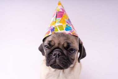 Beyaz bir arka plan üzerinde komik pug yavrusu. Metin için boş yer. Dinlenme pug