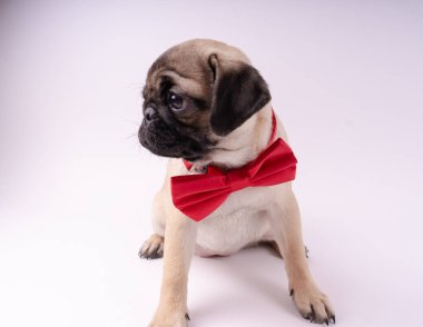 Beyaz bir arka plan üzerinde komik pug yavrusu. Metin için boş yer. Dinlenme pug