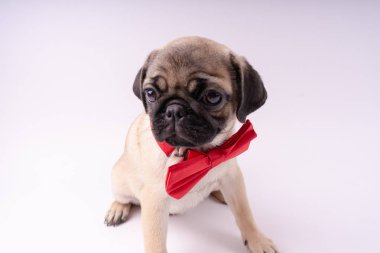 Beyaz bir arka plan üzerinde komik pug yavrusu. Metin için boş yer. Dinlenme pug