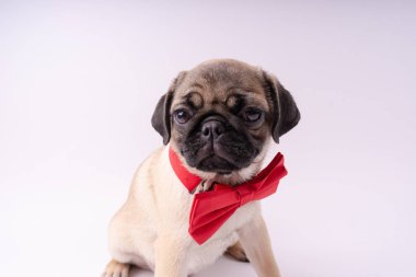 Beyaz bir arka plan üzerinde komik pug yavrusu. Metin için boş yer. Dinlenme pug