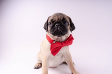 Beyaz bir arka plan üzerinde komik pug yavrusu. Metin için boş yer. Dinlenme pug