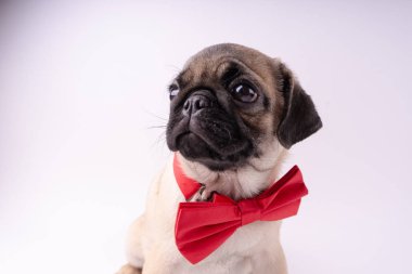 Beyaz bir arka plan üzerinde komik pug yavrusu. Metin için boş yer. Dinlenme pug