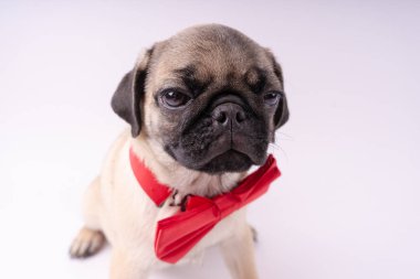 Beyaz bir arka plan üzerinde komik pug yavrusu. Metin için boş yer. Dinlenme pug