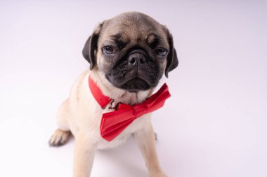 Beyaz bir arka plan üzerinde komik pug yavrusu. Metin için boş yer. Dinlenme pug