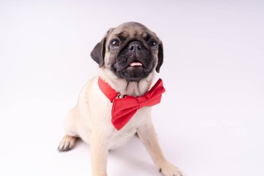Beyaz bir arka plan üzerinde komik pug yavrusu. Metin için boş yer. Dinlenme pug
