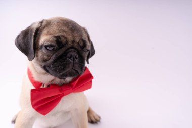 Beyaz bir arka plan üzerinde komik pug yavrusu. Metin için boş yer. Dinlenme pug