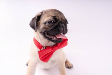Beyaz bir arka plan üzerinde komik pug yavrusu. Metin için boş yer. Dinlenme pug