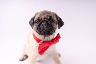 Beyaz bir arka plan üzerinde komik pug yavrusu. Metin için boş yer. Dinlenme pug
