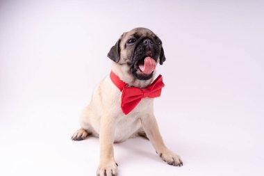 Beyaz bir arka plan üzerinde komik pug yavrusu. Metin için boş yer. Dinlenme pug