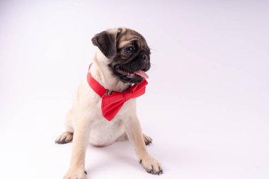 Beyaz bir arka plan üzerinde komik pug yavrusu. Metin için boş yer. Dinlenme pug