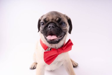 Beyaz bir arka plan üzerinde komik pug yavrusu. Metin için boş yer. Dinlenme pug